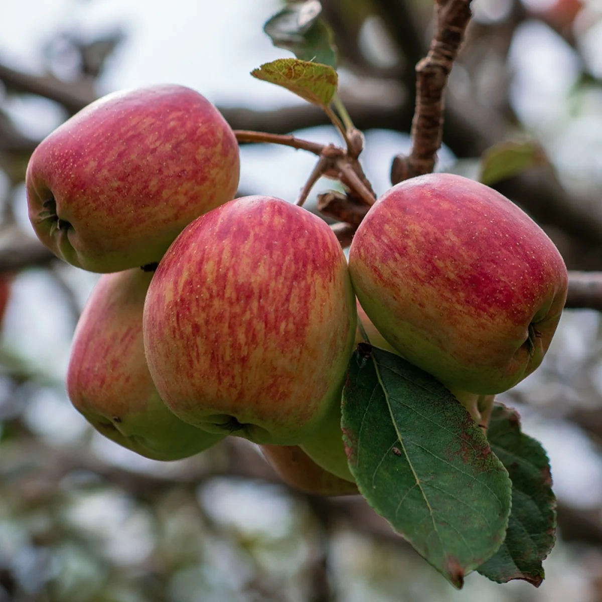 Anna Verity Apple Plants